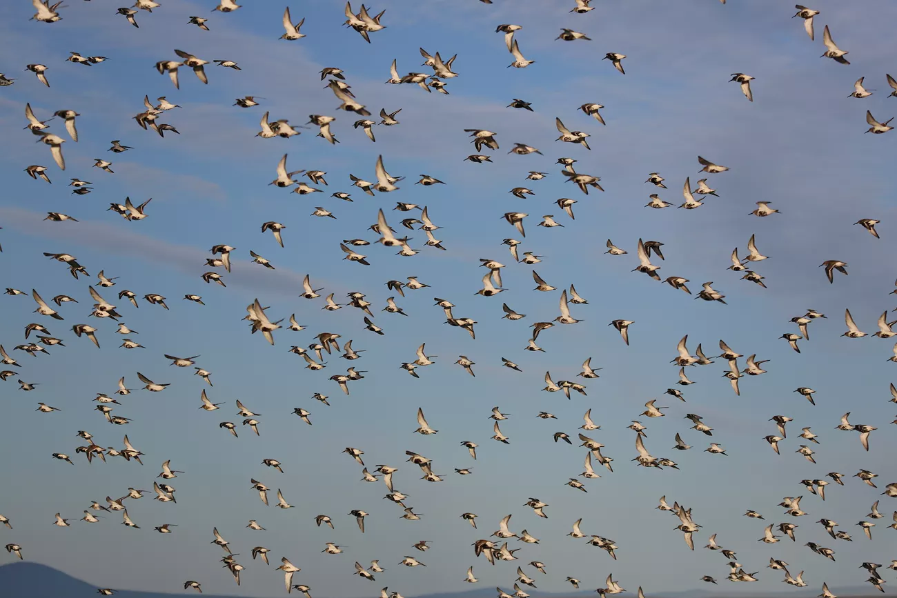 Flock of birds in flight. Migrating birds by NPS / Jim Pfeiffenberger