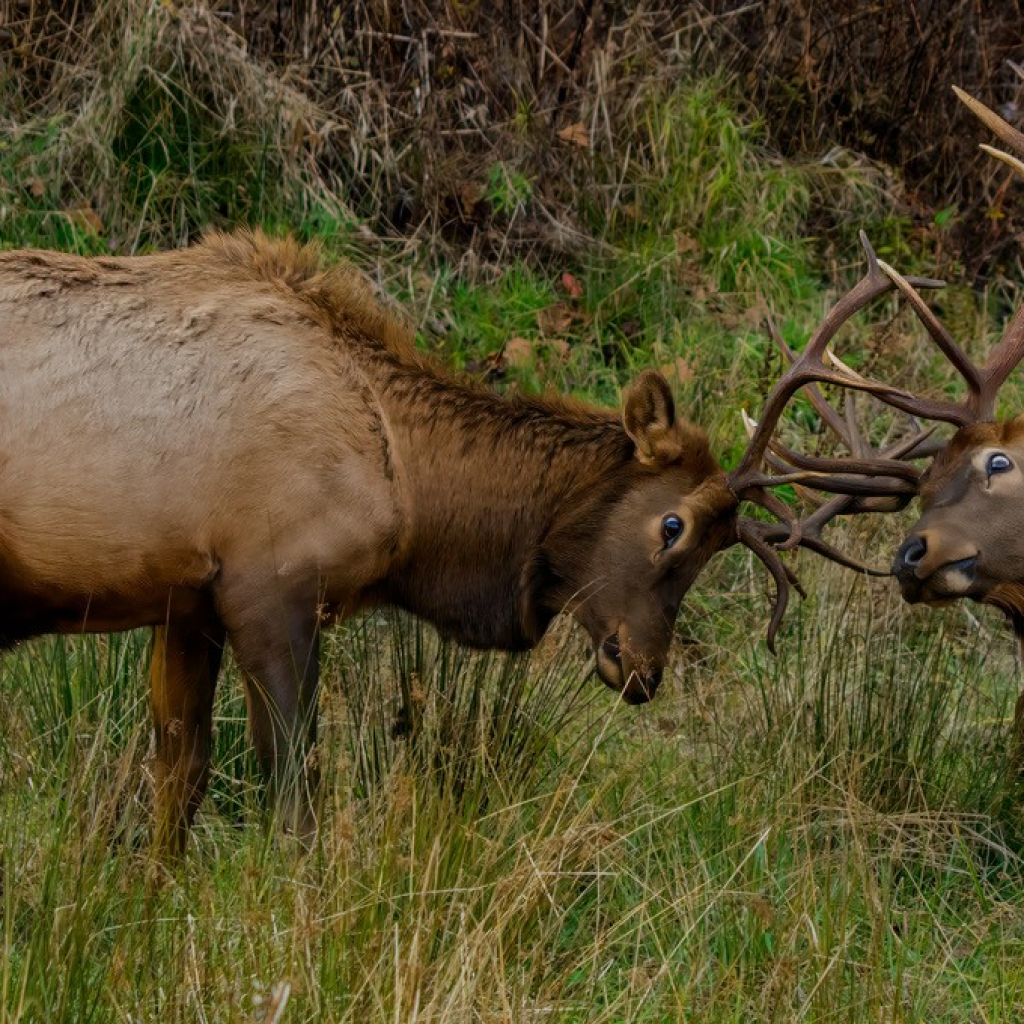 Elk in rut